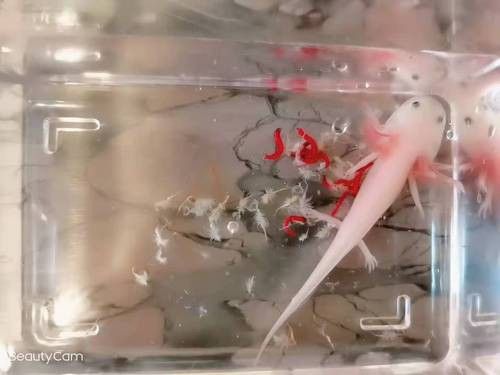 掉眼龍魚 價格