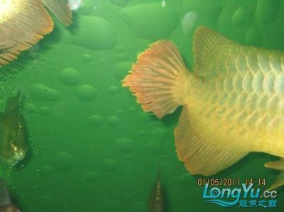 龍魚用什么麻藥消毒：龍魚在養(yǎng)殖過程中需要進行手術或治療外傷時，通常需要使用麻藥進行消毒