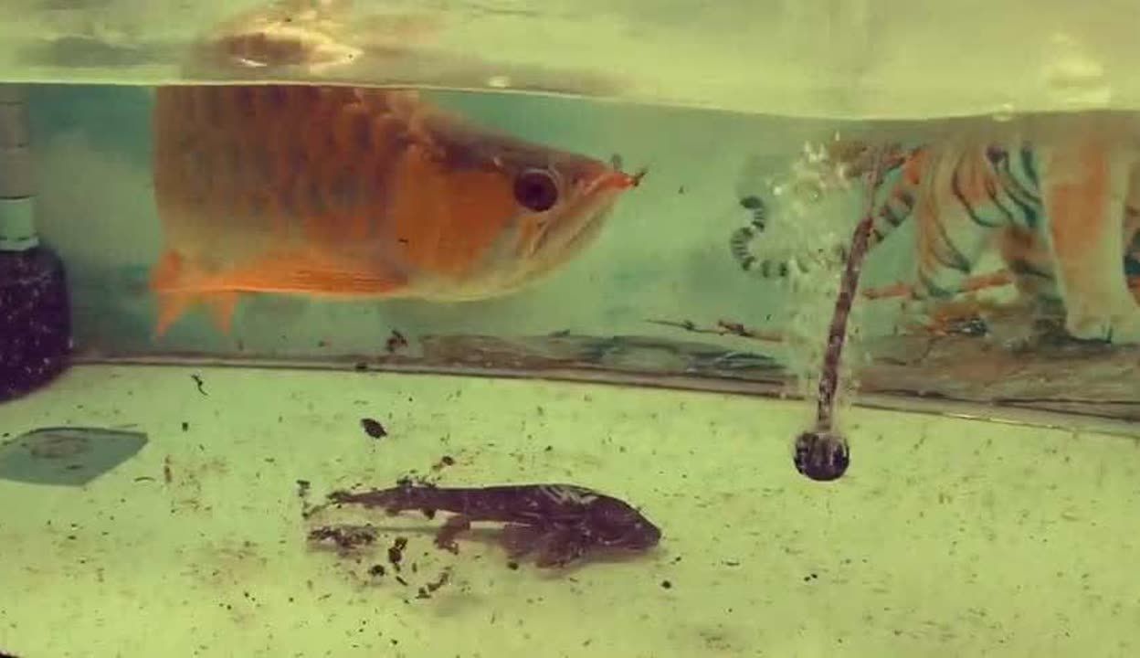 金龍魚的飼養(yǎng)環(huán)境對(duì)其金質(zhì)的影響很大,怎樣讓金龍魚更金：如何增加金龍魚的金質(zhì)