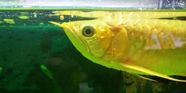 觀賞龍魚的心情說說怎么寫龍魚的心情說說怎么寫的：觀賞龍魚的心情說說怎么寫