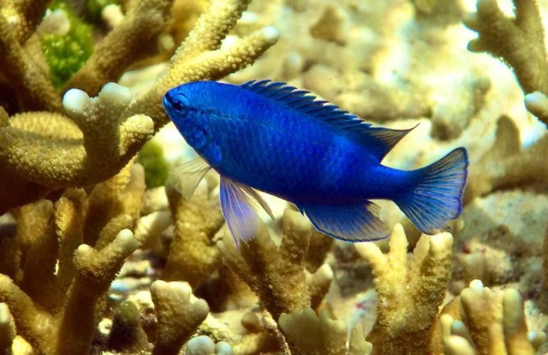 藍魔金龍魚多少錢一條圖片