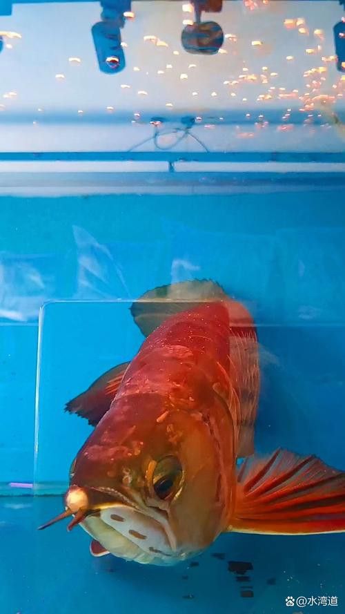 藍魔金龍魚多少錢一條圖片