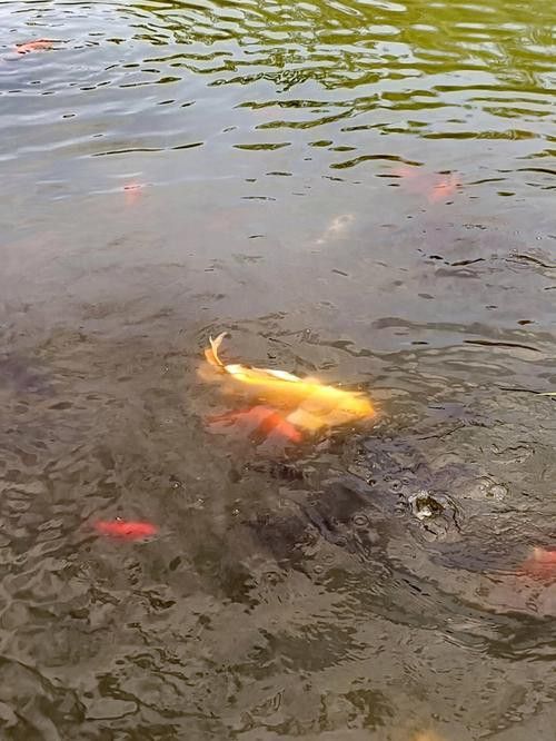 藍魔金龍魚多少錢一條圖片