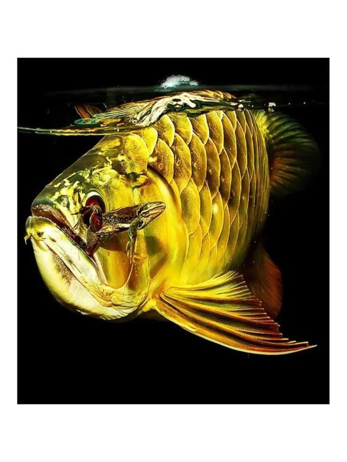 藍魔金龍魚多少錢一條圖片