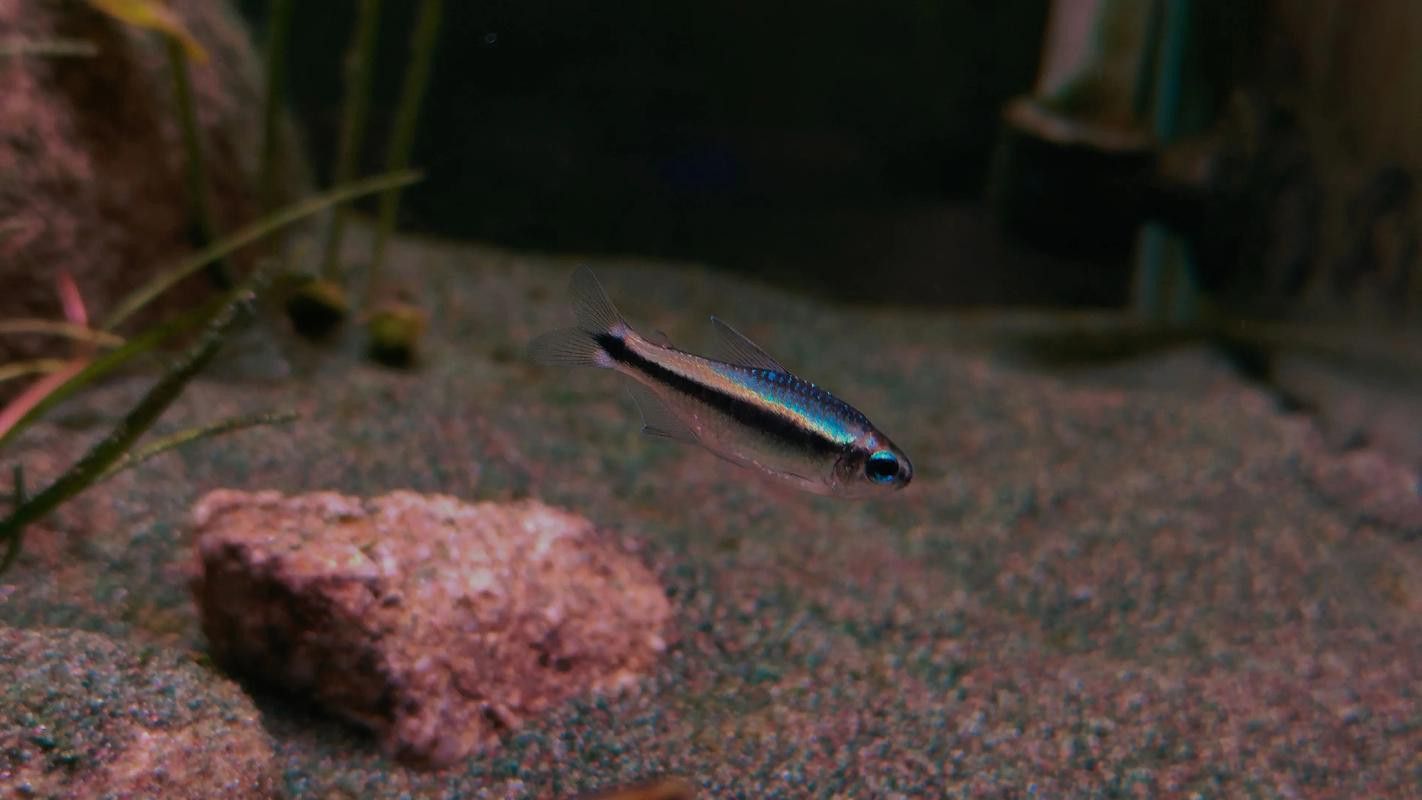 藍魔金龍魚多少錢一條圖片
