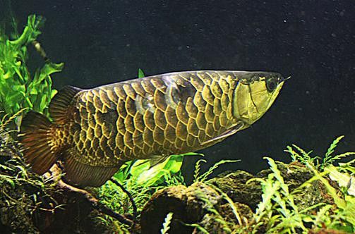 藍魔金龍魚多少錢一條圖片