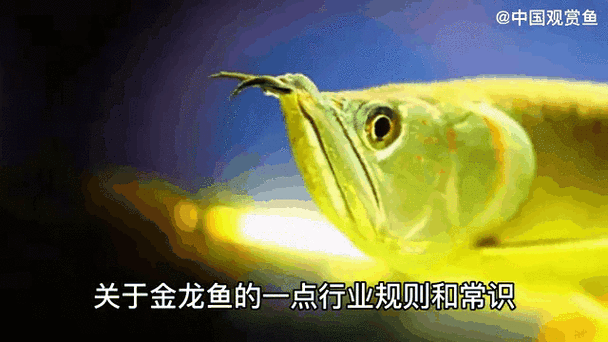 藍魔金龍魚多少錢一條圖片