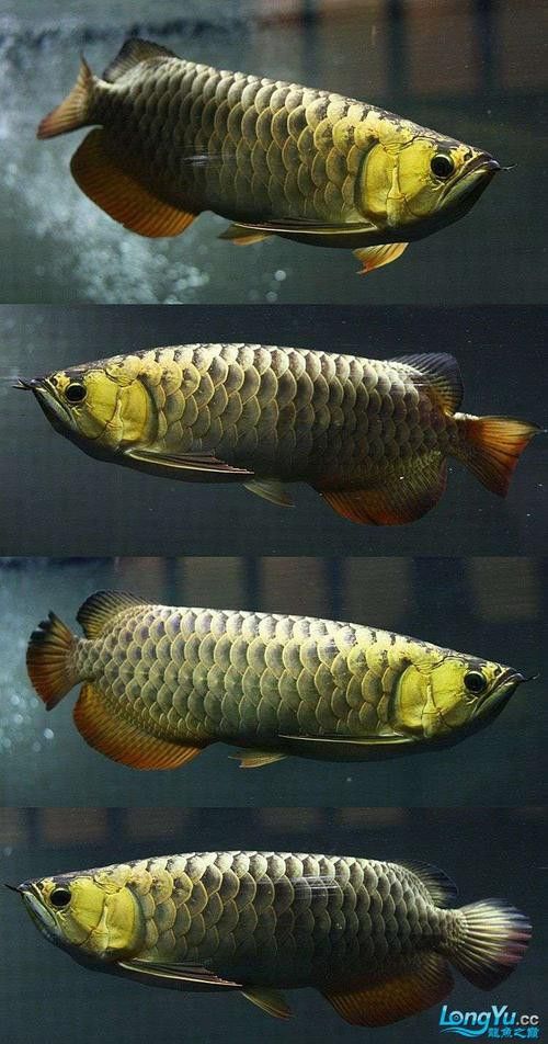 藍魔金龍魚多少錢一條圖片