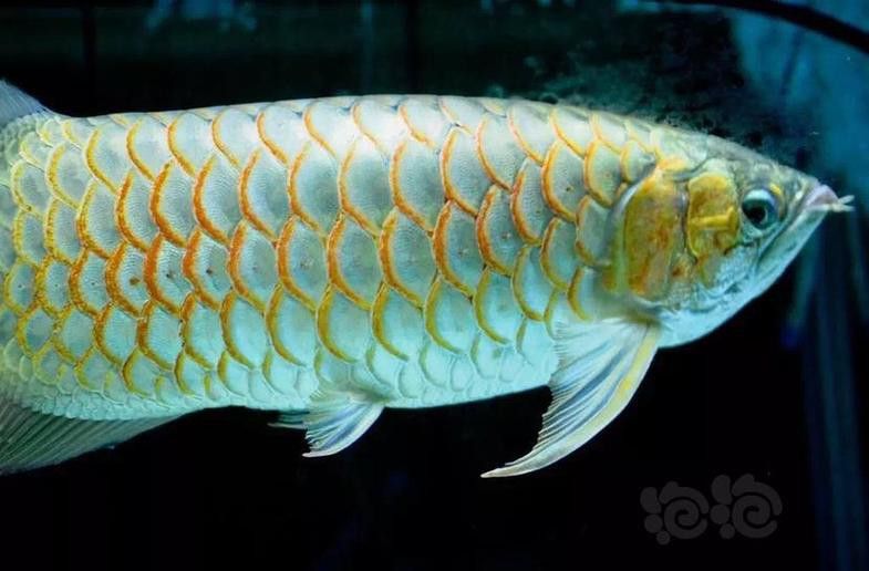 藍魔金龍魚多少錢一條圖片