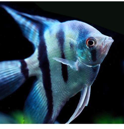 藍魔金龍魚多少錢一條圖片