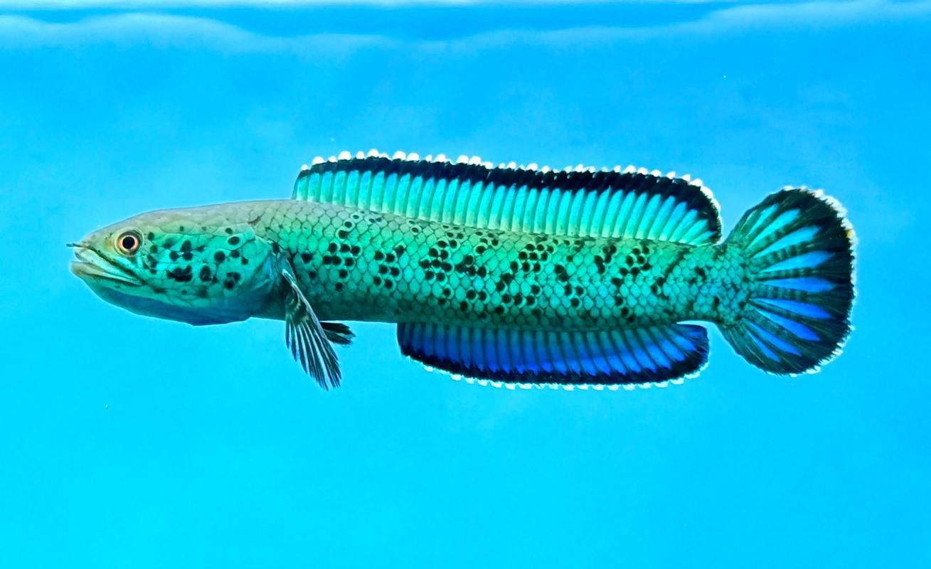 藍魔金龍魚多少錢一條圖片