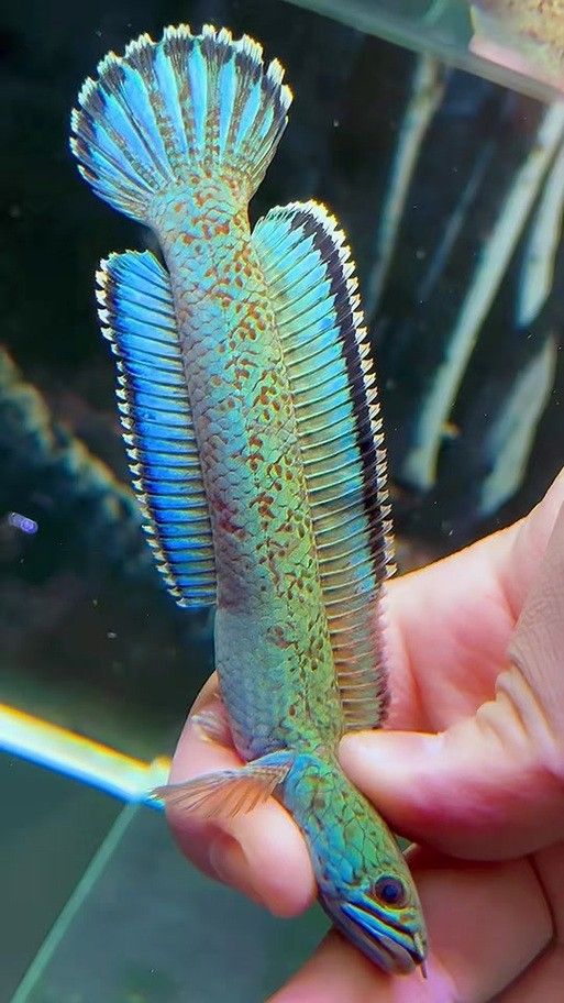 藍魔金龍魚多少錢一條圖片