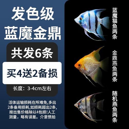 藍魔金龍魚多少錢一條圖片