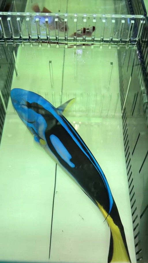 藍魔金龍魚多少錢一條圖片