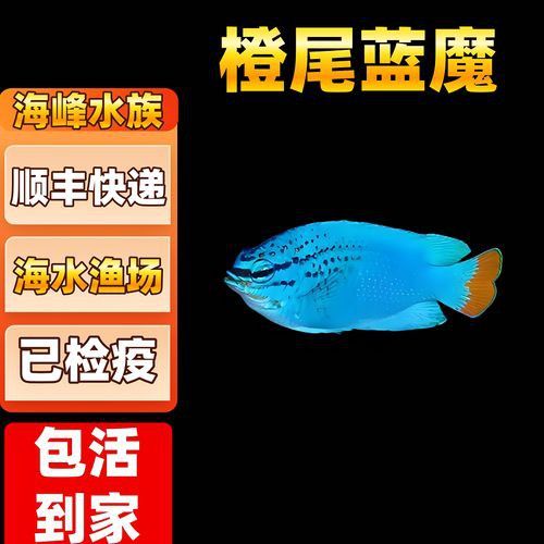 藍魔金龍魚多少錢一條圖片
