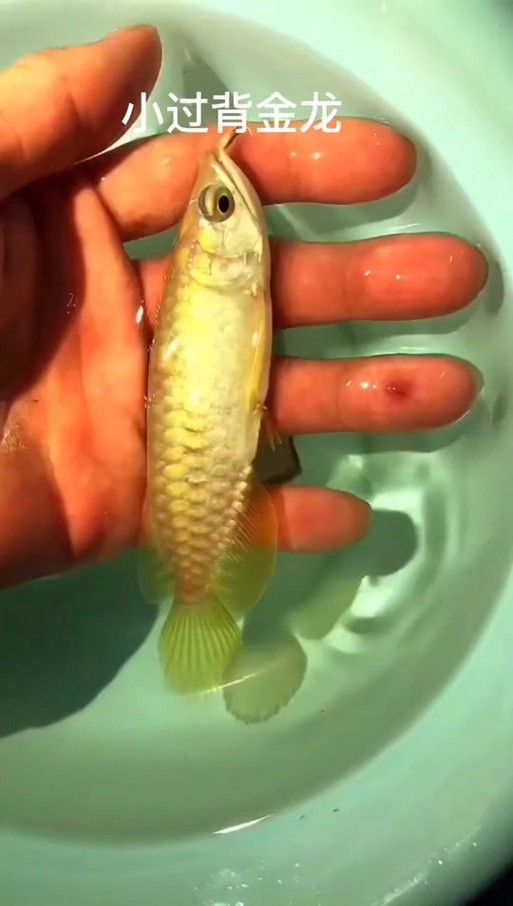 藍魔金龍魚多少錢一條圖片