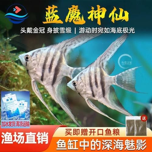 藍魔金龍魚多少錢一條圖片