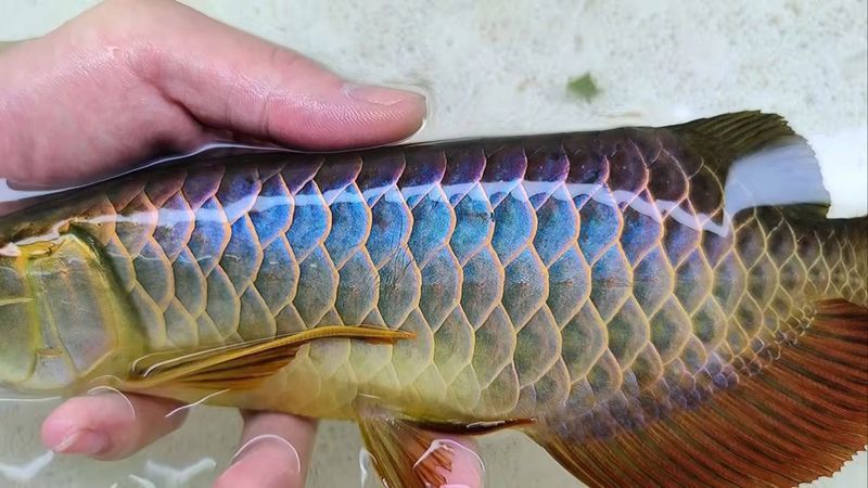 藍魔金龍魚多少錢一條圖片