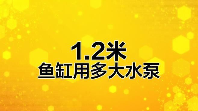 1.2米缸養龍魚需要多大的功率過濾器？