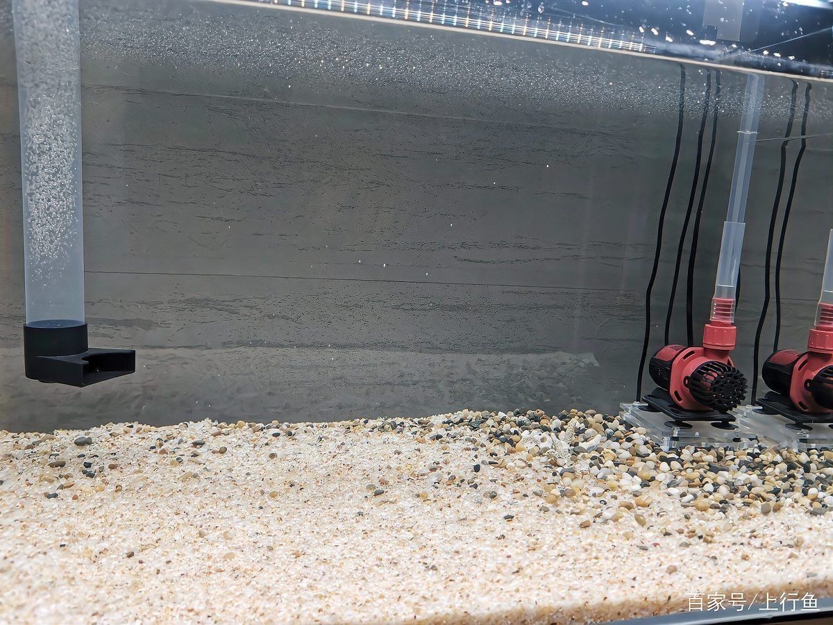 1.2米缸養龍魚需要多大的功率過濾器？