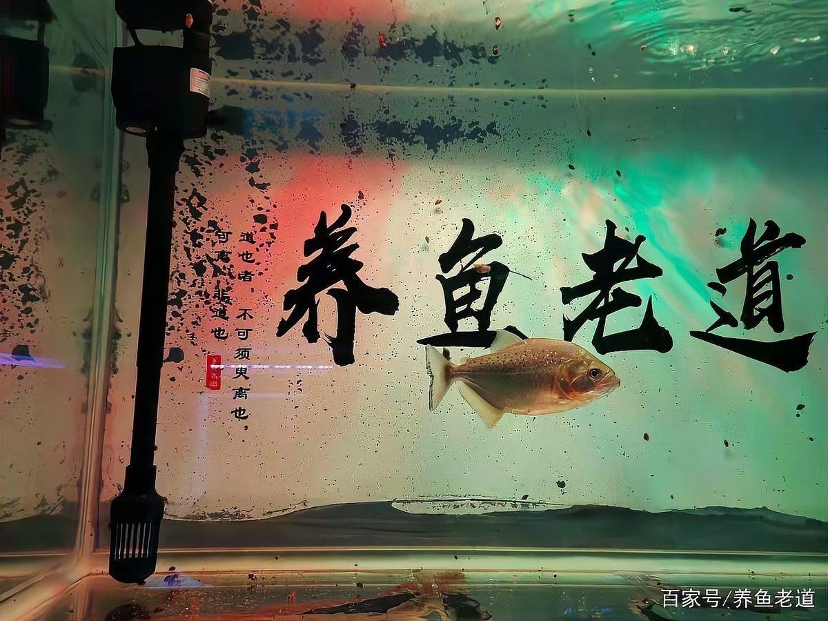 1.2米缸養龍魚需要多大的功率過濾器？