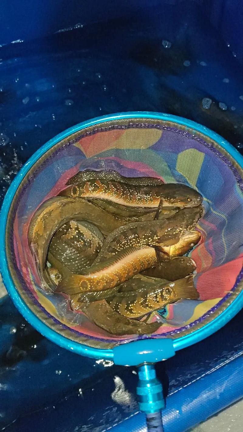 七星雷龍魚