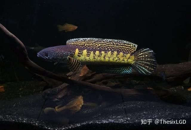 七星雷龍魚