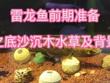 雷龍魚(yú)缸用什么底砂