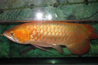 金底金龍魚是什么等級：金底金龍魚是什么等級金底金龍魚是什么等級