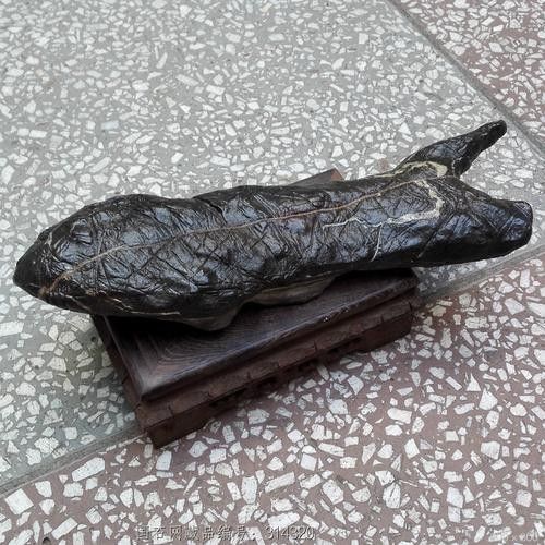黑龍魚好吃嗎有毒嗎圖片