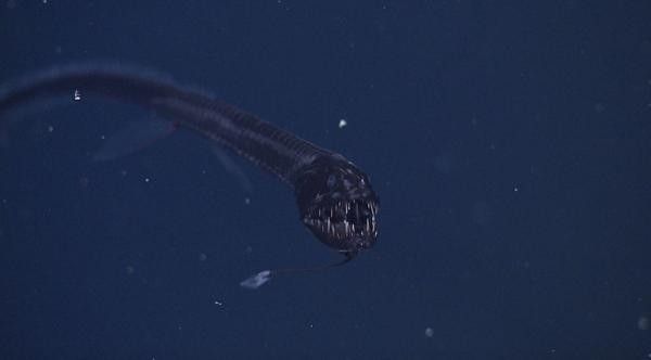 黑龍魚好吃嗎有毒嗎圖片