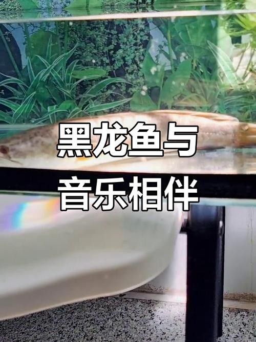 黑龍魚好吃嗎有毒嗎圖片