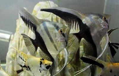龍魚地圖魚混養：創新的龍魚地圖魚混養方法龍魚地圖魚混養方法
