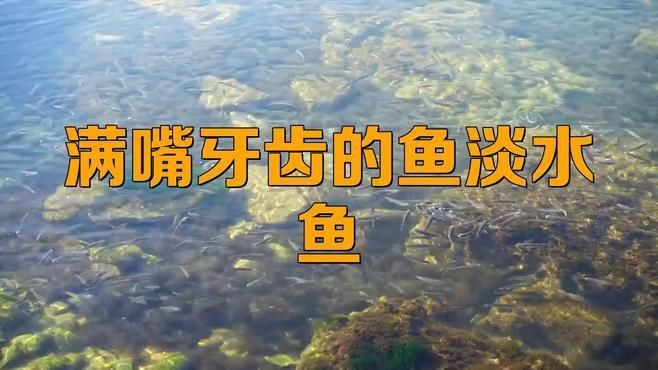 哪些淡水魚有牙齒