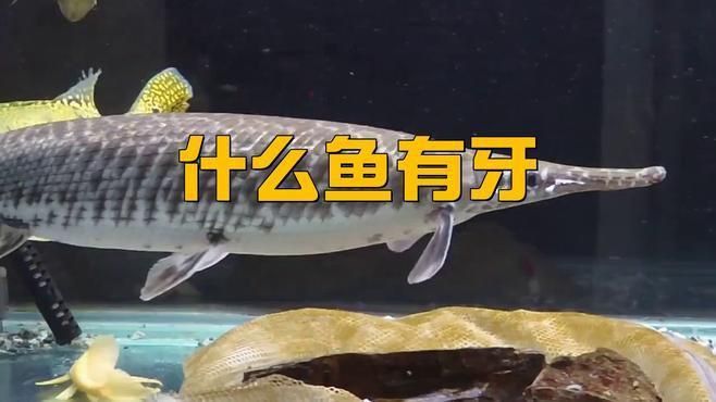哪些淡水魚有牙齒