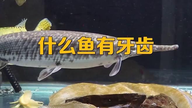 哪些淡水魚有牙齒