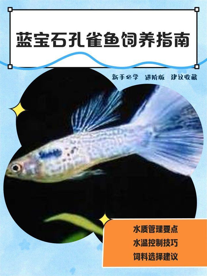 藍寶石魚養多少條合適