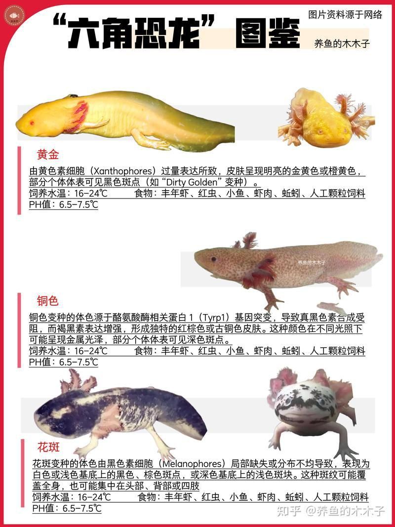 藍寶石魚養多少條合適