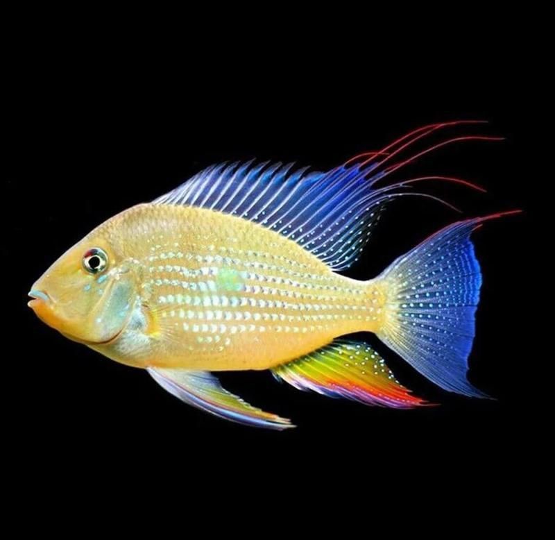 藍寶石魚養多少條合適