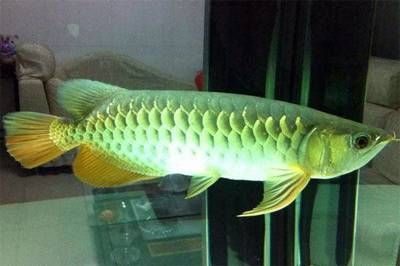 金龍魚吃什么長得最快：如何讓金龍魚長得最快