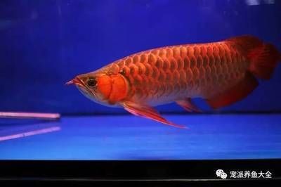 龍魚的藥用價值和功效圖片：龍魚的藥用價值與功效