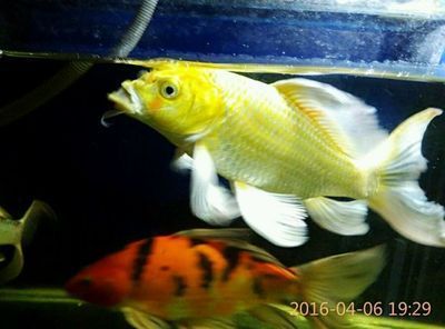 龍魚嘴邊上為什么長肉瘤（龍魚嘴邊上為什么會長肉瘤）