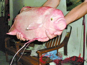 龍魚嘴邊上為什么長肉瘤（龍魚嘴邊上為什么會長肉瘤）