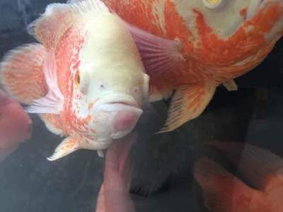 龍魚嘴邊上為什么長肉瘤（龍魚嘴邊上為什么會長肉瘤）