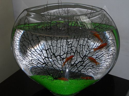 小型魚缸多久換一次水，如何判斷魚缸水質好壞