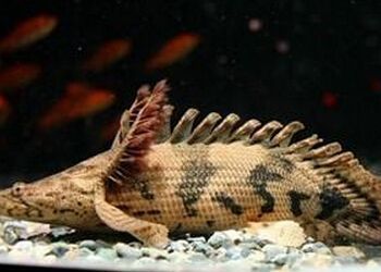 恐龍魚能活多少年啊