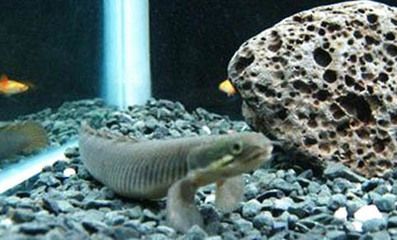 恐龍魚能活多少年啊