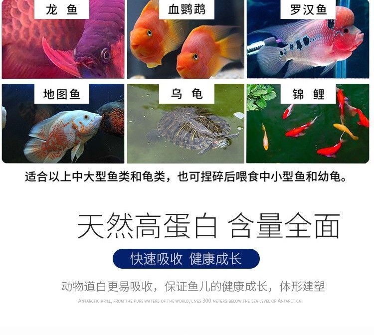 龍魚能喂干蝦嗎：龍魚可以喂食干蝦嗎
