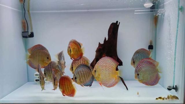 混養(yǎng)七彩神仙魚(yú)與龍魚(yú)混養(yǎng)怎么喂食七彩神仙魚(yú)與龍魚(yú)混養(yǎng)策略：七彩神仙魚(yú)與龍魚(yú)混養(yǎng)時(shí)的喂食策略