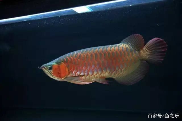 紅龍魚的分類和等級（紅龍魚特殊分類介紹）